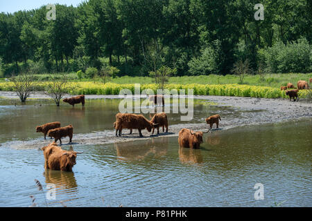 Scottish Montanari in un paesaggio di polder vicino a Vlaardingen, vicino a Rotterdam nei Paesi Bassi Foto Stock