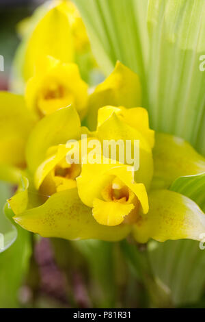 Lycaste 'Delphine' fiori che crescono in un ambiente protetto. Foto Stock