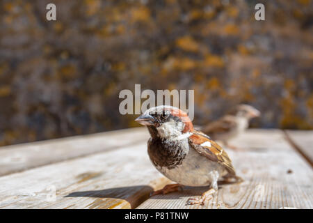 Close up ampia angolazione della casa passero (Passer domesticus), Wales, Regno Unito Foto Stock