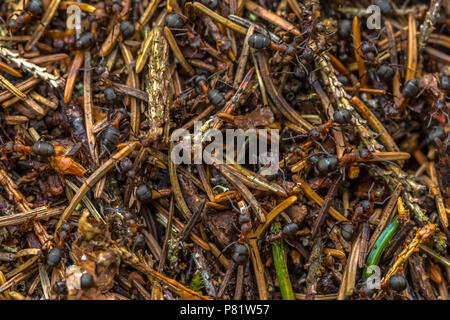 Formica formiche lavorando insieme in collina di Colonia Foto Stock