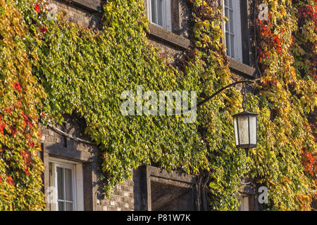 Bella variegato ivy su un muro di mattoni di edificio e la lampada antica Foto Stock