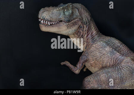 Tyrannosaurus rex su sfondo nero Foto Stock