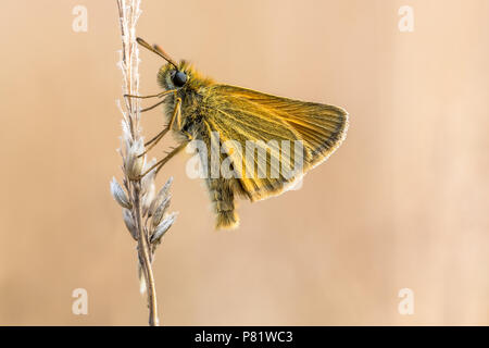 Essex skipper (Thymelicus lineola) è una farfalla della famiglia Hesperiidae. Questa farfalla si verifica in gran parte della regione paleartica. In Nord Ame Foto Stock