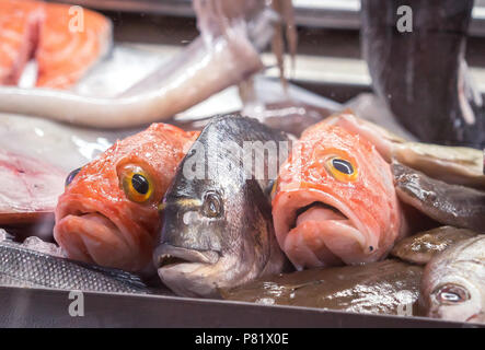 Teste di pesce rosso e catture fresche sul ghiaccio a una bancarella del mercato del pesce portoghese, esposizione di frutti di mare Foto Stock