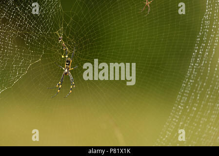 Nastrare zampe ragno, Golden Orb web spider, Foto Stock