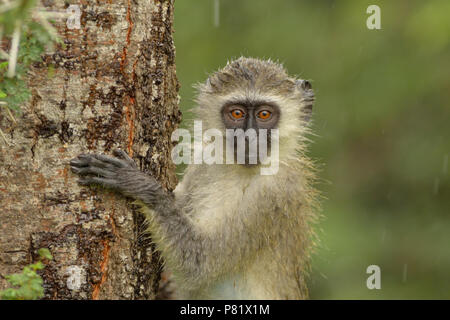 Vervet monkey ritratto Foto Stock