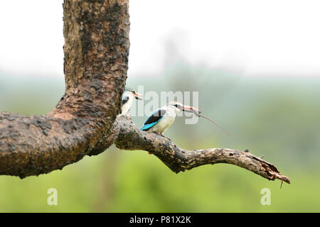 Maschi e femmine di foresta kingfisher condividendo cibo insetto Foto Stock