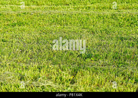 Rough cut erba verde prato del campo Foto Stock