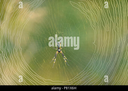 Nastrare zampe ragno, Golden Orb web spider, Foto Stock