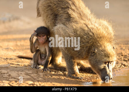 Chacma baboon madre acqua potabile con il suo bambino da un laghetto Kruger Foto Stock