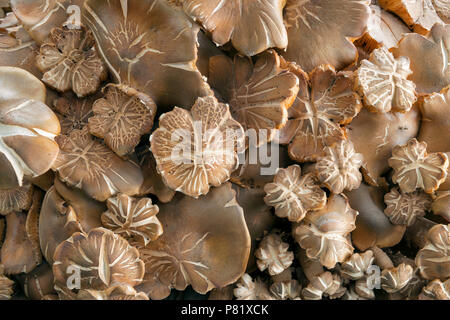 Il miele fungo Armillaria mellea, Acorn Ranch, Yorkville, Mendocino County, California Foto Stock