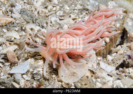 Momma Rana pescatrice con uova Foto Stock