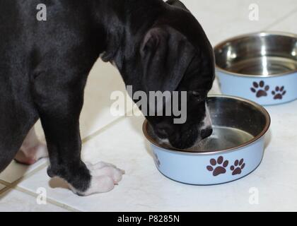 Il Labrador retriever cucciolo Foto Stock