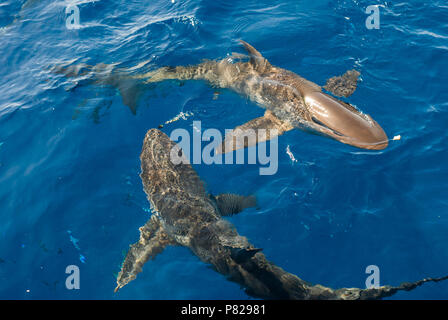 Requiem shark Carcharhinus falciformis, sulla superficie, Mar Rosso, Egitto Foto Stock