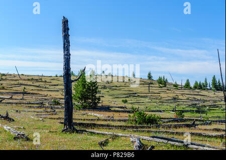 Gli alberi morti in Norris Geyser Basin Foto Stock