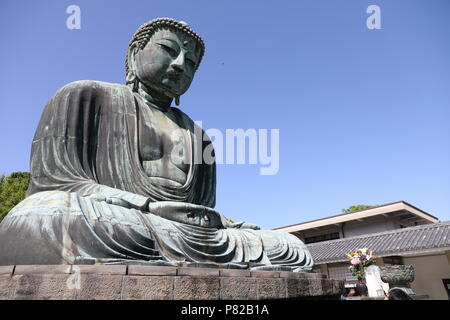 Il Daibutsu di Kamakura( Grande Buddha di Kamakura ) situato sui terreni del tempio Kotokuin nella città di Kamakura Foto Stock