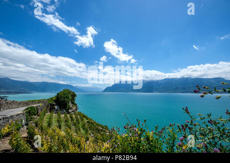 Il lago di Ginevra si vede dal Lavaux, terasses vicino a Chexbres, Vaud, Svizzera. Foto Stock