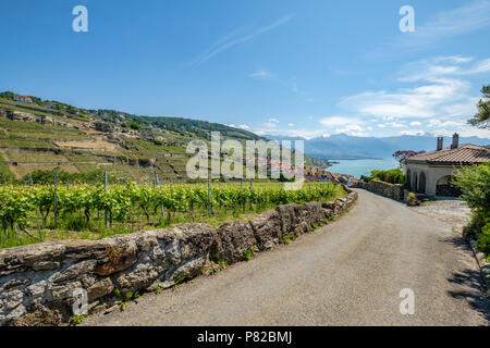 Vista su una piccola cantina villaggio chiamato Rivaz, nella bellissima Lavaux zona della cantina in Svizzera Foto Stock