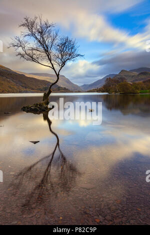 Un albero a Llyn Padarn in Snowdonia National Patk Foto Stock