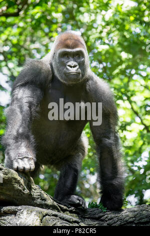 Tipicamente Western pianura gorilla tra alberi frondosi. Foto Stock