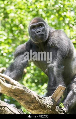 Tipicamente Western pianura gorilla tra alberi frondosi. Foto Stock