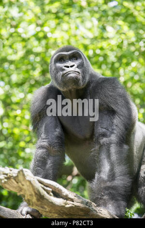 Tipicamente Western pianura gorilla tra alberi frondosi. Foto Stock