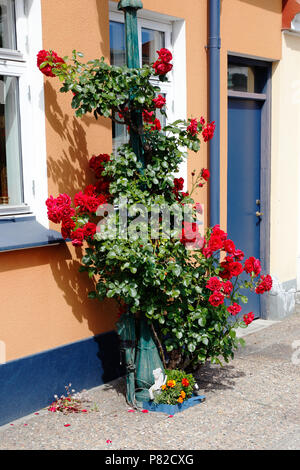 Fioritura rossa bussola rosa dei venti intorno ad un palo fuori della casa. Foto Stock