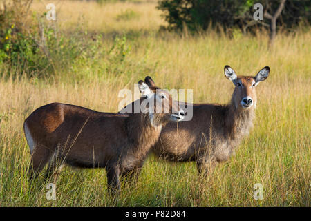 Waterbuck, Kobus ugandese Defassa, Queen Elizabeth National Park, Uganda, Africa orientale Foto Stock