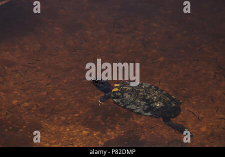 Mangrove Diamondback Terrapin Malaclemys terrapin rhizophorarum nuota in uno stagno in Florida. Foto Stock