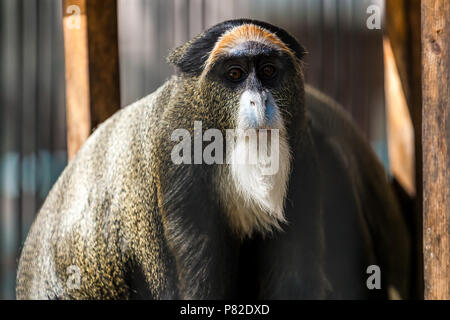 Un close-up di una scimmia cerсopithecus neglectus è seduta su un albero in un caldo giorno d'estate Foto Stock