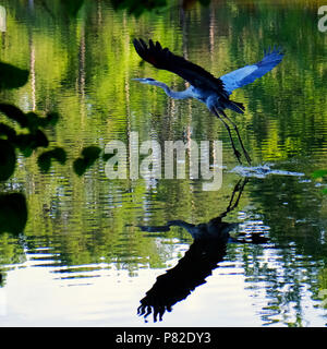 Un Airone blu vola basso oltre l'acqua a Simpkins stagno sul Lago di Wheeler Park in Raleigh North Carolina Foto Stock