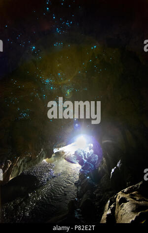 Glow Worm Caves in Waipu, Nuova Zelanda Foto Stock