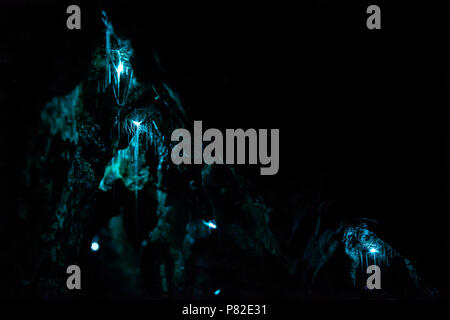 Glow Worm Caves in Waipu, Nuova Zelanda Foto Stock