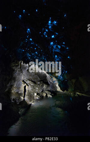 Glow Worm Caves in Waipu, Nuova Zelanda Foto Stock
