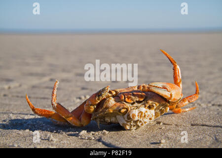 Un morto granchio Shore con cirripedi cresce su di esso, giacente capovolto sulla spiaggia Foto Stock