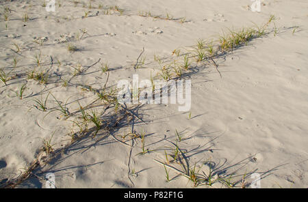 Fila di sabbia sedge piante, crescente su lunghi stoloni nella sabbia delle dune Foto Stock
