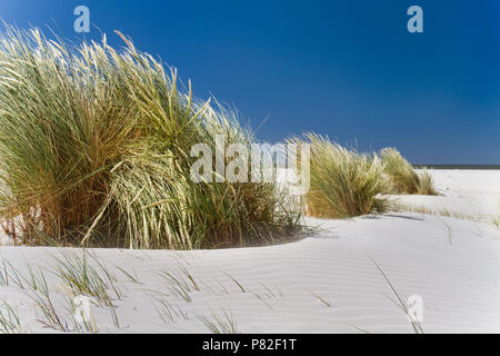 Dune basse coltivate con Marram erba sotto un cielo blu ed una vasta spiaggia Foto Stock