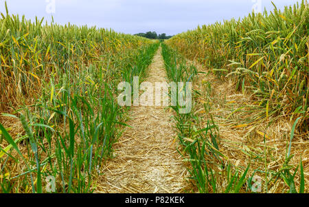 Il sentiero attraverso il campo di grano con i cingoli del trattore durante il periodo di siccità in estate a Beverley, Yorkshire, Regno Unito. Foto Stock