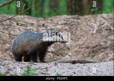 Das bij burcht nel tardo avonduren; European Badger vicino nesthole in sera Foto Stock