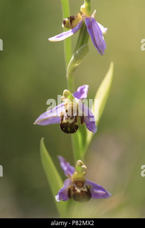 Fioritura Bee Orchid Francia; Bloeiende Bijenorchis Frankrijk Foto Stock