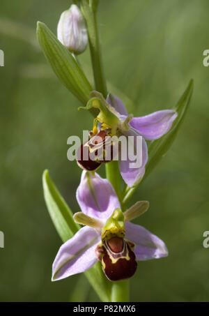 Fioritura Bee Orchid ; Bloeiende Bijenorchis Foto Stock