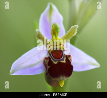 Fioritura Bee Orchid ; Bloeiende Bijenorchis Foto Stock