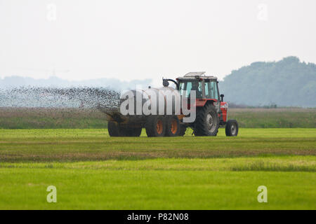 Boer incontrato gierkar Nederland, agricoltore concimazione Paesi Bassi Foto Stock