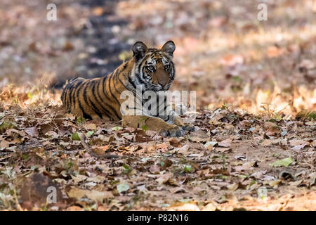 Un anno di cub tigre del Bengala vicino a sua madre seduta sul sentiero in Tala, Bandavgarh, India. Marzo 10, 2017. Foto Stock