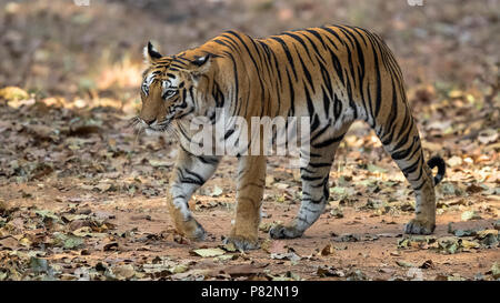 Femmina adulta tigre del Bengala seduta sul sentiero in Tala, Bandavgarh, India. Marzo 10, 2017. Foto Stock