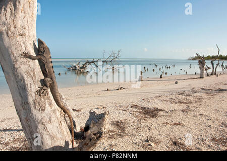 Zwarte Leguaan Messico, nero spinoso-tailed Iguana Messico Foto Stock