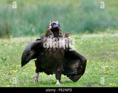 Avvoltoi nero in Spagna Foto Stock