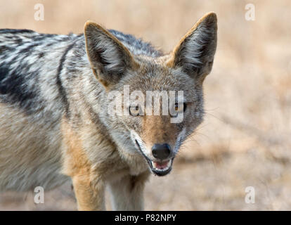 Zadeljakhals close-up; nero-backed Jackal close up Foto Stock