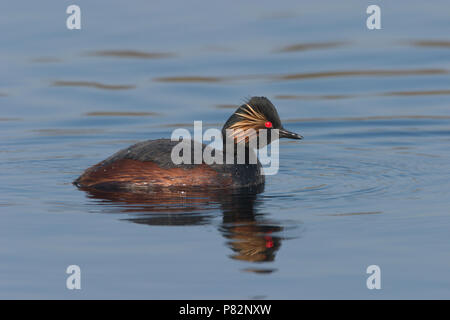 Geoorde Fuut in zomerkleed zwemmend op Meerbaansblaak acqua in Groote Peel. Nero-Svasso collo in estate piumaggio nuoto su acqua in Groote Peel Foto Stock