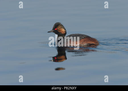 Geoorde Fuut in zomerkleed zwemmend op Meerbaansblaak acqua in Groote Peel. Nero-Svasso collo in estate piumaggio nuoto su acqua in Groote Peel Foto Stock